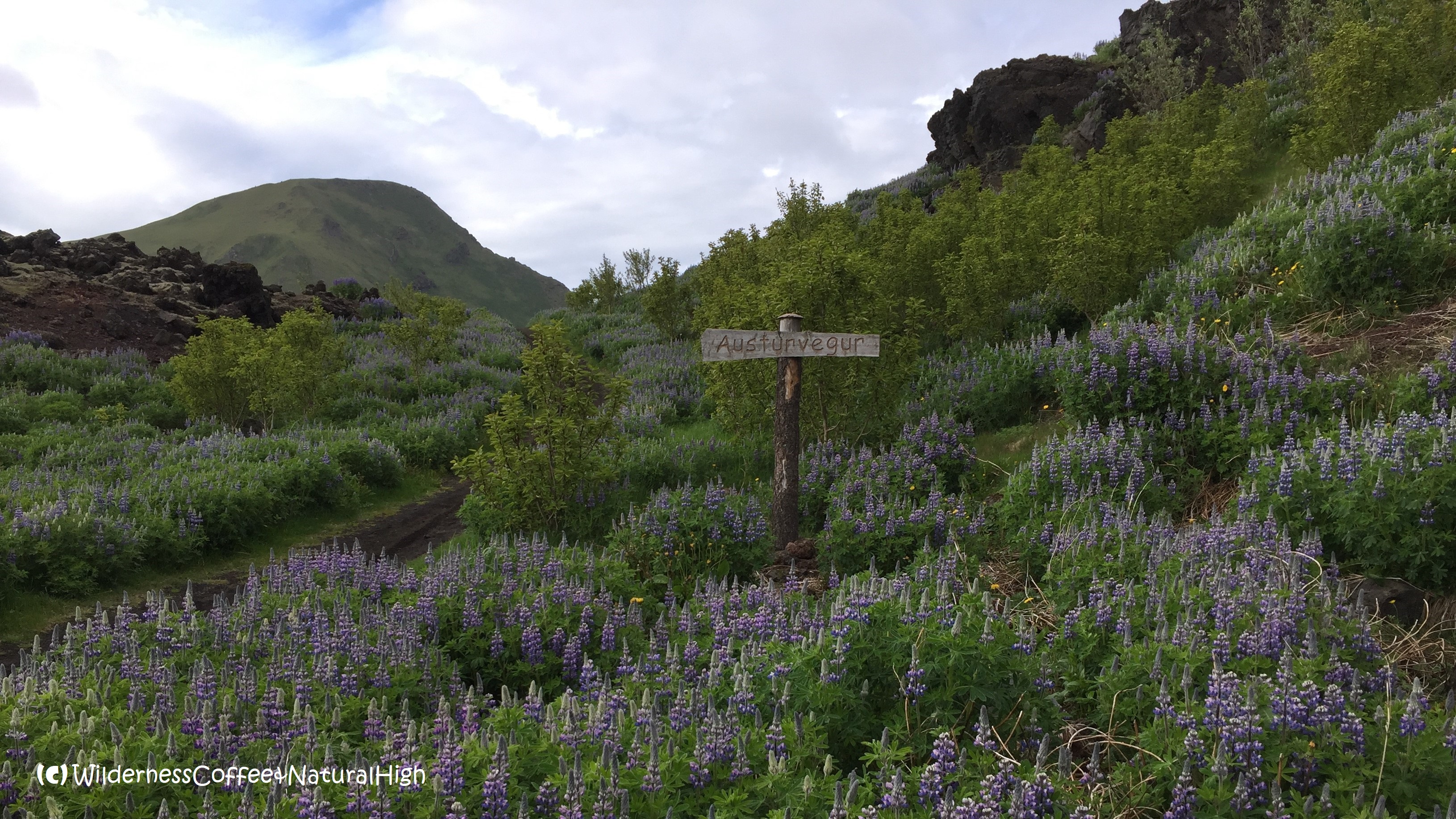 Memorial signpost Austurvegur, Eldfell volcano, Heimaey, Vestmannaeyjar, Iceland